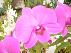 P1030265.JPG